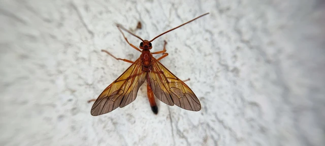 Hymenoptera - Hártyásszárnyúak