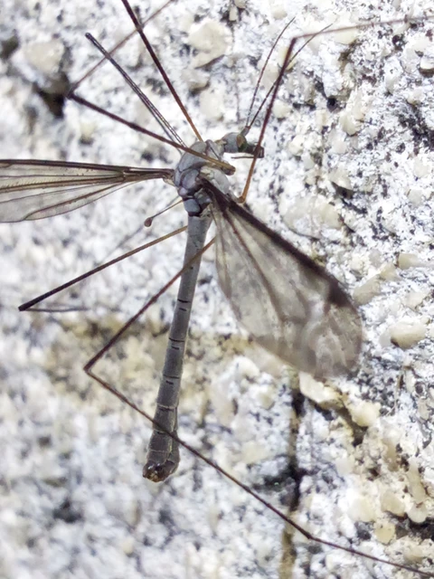 Diptera - Kétszárnyúak