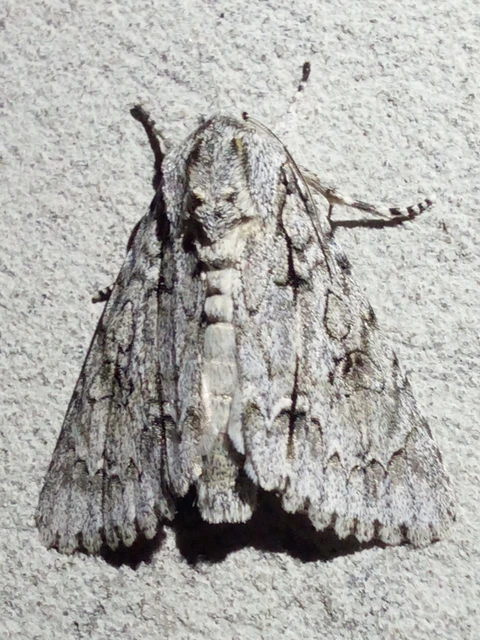 Acronicta aceris - vadgesztenye-szigonyosbagoly