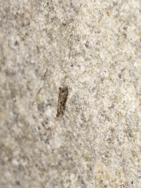 Empicoris