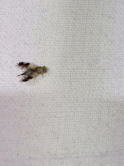 Diptera - Kétszárnyúak