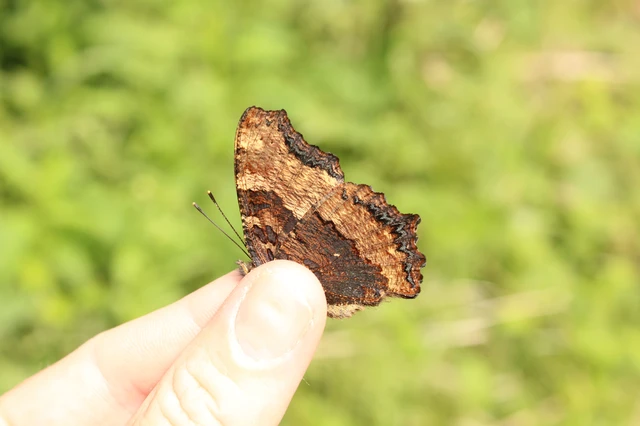 Nymphalis polychloros - nagy rókalepke