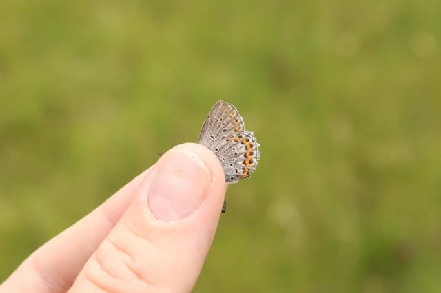 Plebejus argyrognomon - tintakék boglárka