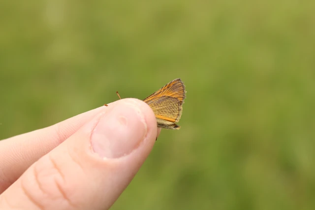 Thymelicus sylvestris - barna busalepke