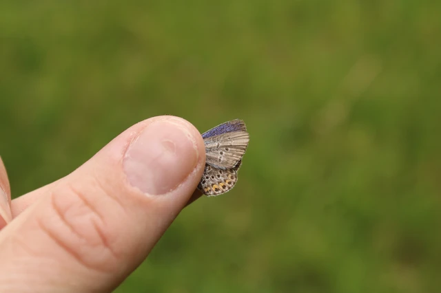Plebejus argus - ezüstös boglárka
