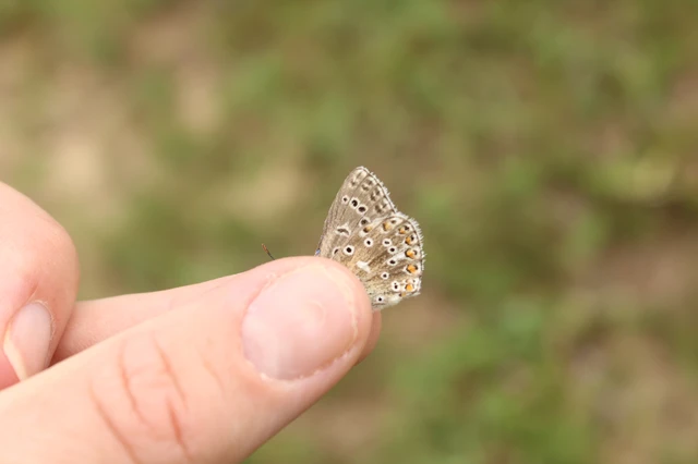 Polyommatus bellargus - égszínű boglárka