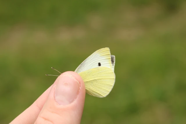 Pieris rapae - répalepke