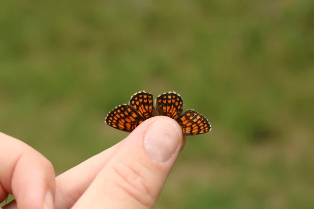 Melitaea athalia - közönséges tarkalepke