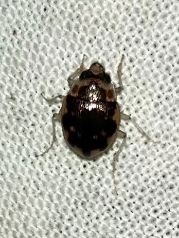 Omophron limbatum - gömböcfutó