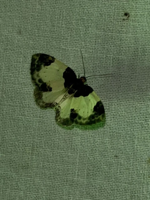 Mesoleuca albicillata - tarka fűzfaaraszoló