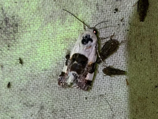 Acontia lucida - fehér nappalibagoly