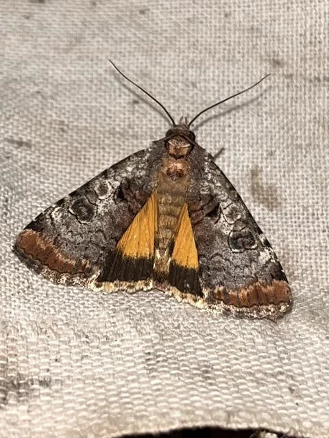 Epilecta linogrisea - karcsú sárgafűbagoly