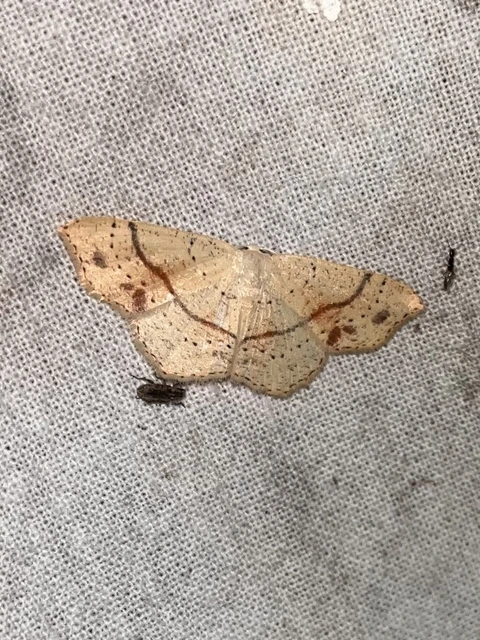 Cyclophora punctaria - sávos pettyesaraszoló