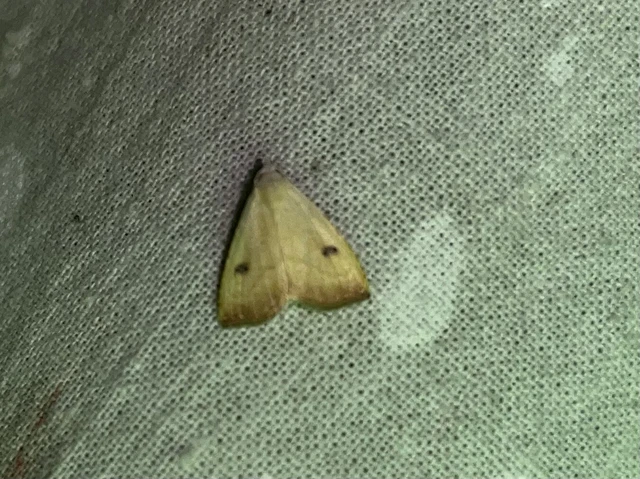 Rivula sericealis - selymes lórombagoly