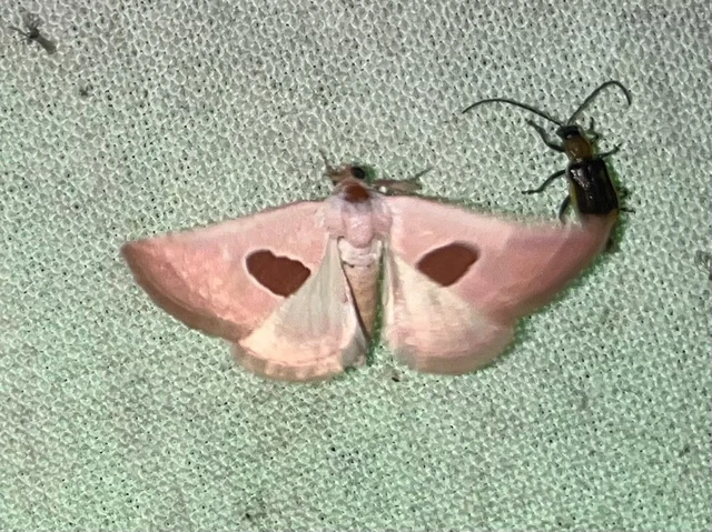 Calymma communimacula - pajzstetűfaló bagoly