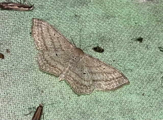 Scopula virgulata - vesszős sávosaraszoló
