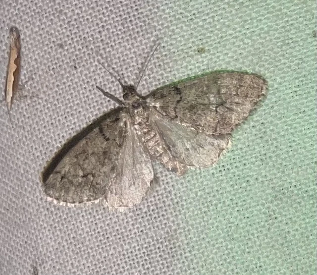 Tephronia sepiaria/Eumannia lepraria