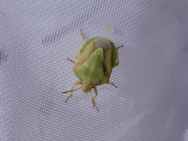 Antheminia lunulata - fakó gyümölcspoloska Antheminia lunulata - fakó gyümölcspoloska