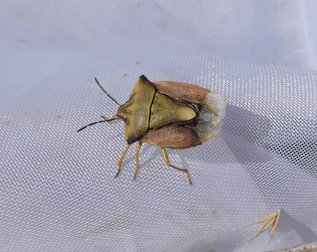 Carpocoris fuscispinus - tüskés gyümölcspoloska Carpocoris fuscispinus - tüskés gyümölcspoloska