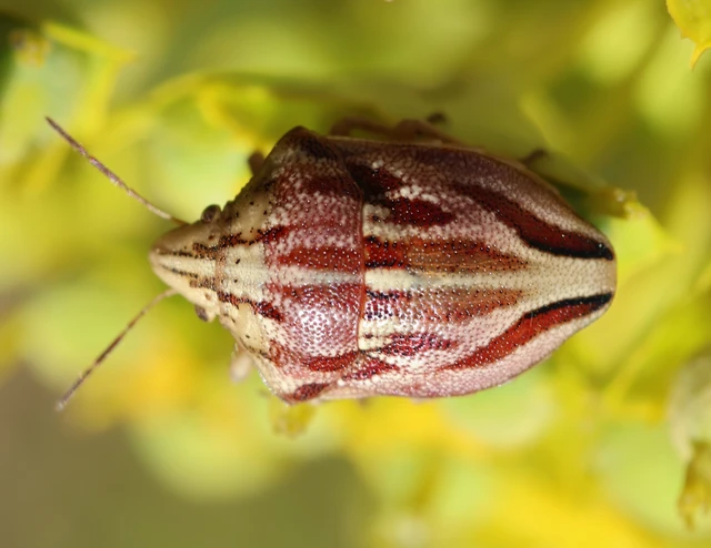 Odontotarsus Odontotarsus