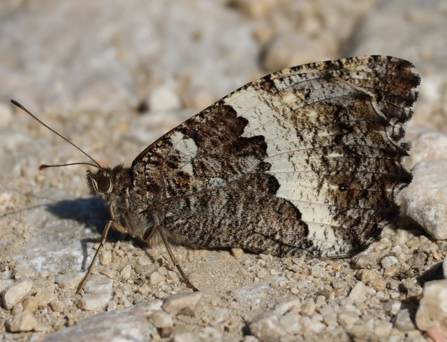 Brintesia circe - fehéröves szemeslepke