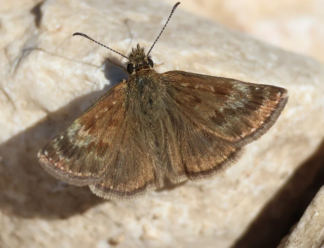 Erynnis tages - cigánylepke