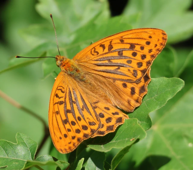 Argynnis paphia - nagy gyöngyházlepke