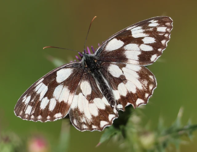 Melanargia galathea - sakktáblalepke