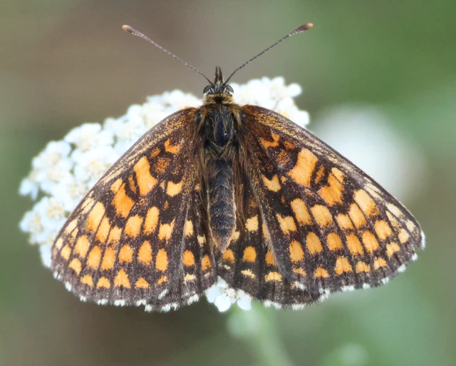 Melitaea athalia - közönséges tarkalepke