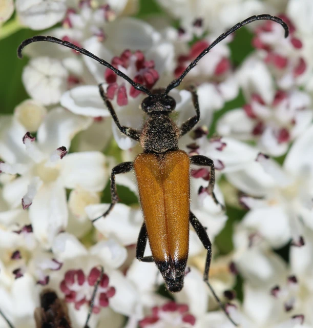 Stictoleptura fulva - vörhenyes virágcincér