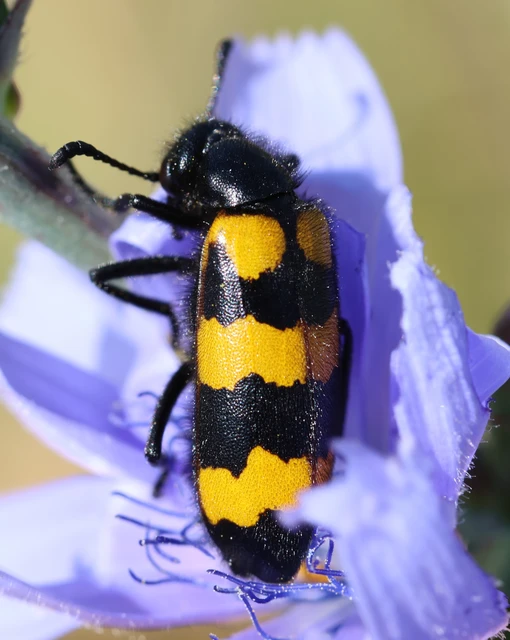 Mylabris variabilis - szalagos hólyaghúzó Mylabris variabilis - szalagos hólyaghúzó