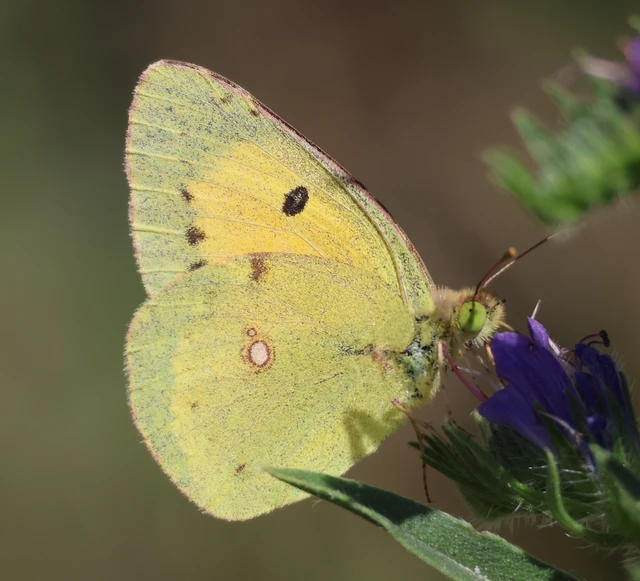 Colias croceus - sáfránylepke