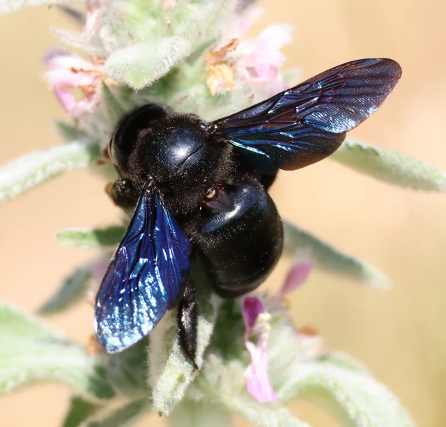 Xylocopa valga - gyakori fadongó