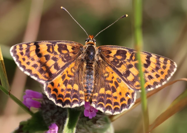 Melitaea didyma - tüzes tarkalepke