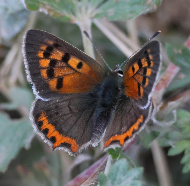 Lycaena phlaeas - közönséges tűzlepke Lycaena phlaeas - közönséges tűzlepke