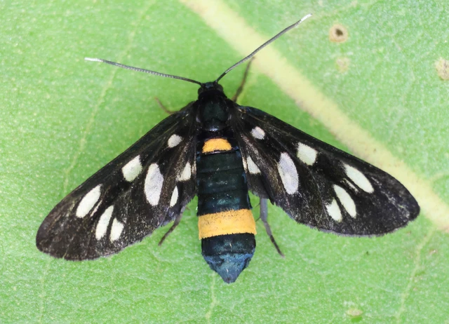 Amata phegea - fehérpettyes álcsüngőlepke