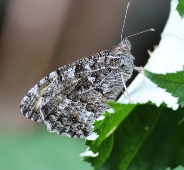 Hipparchia semele - barna szemeslepke