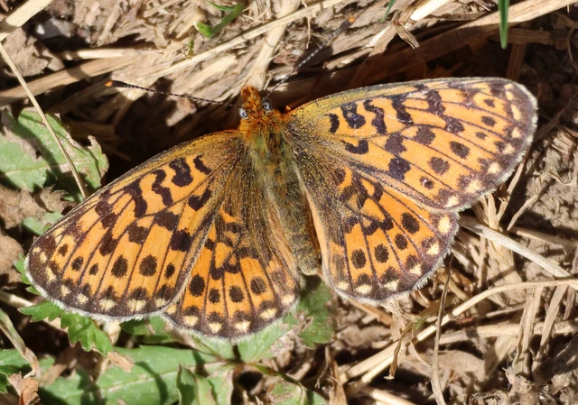 Boloria euphrosyne - árvácska-gyöngyházlepke Boloria euphrosyne - árvácska-gyöngyházlepke