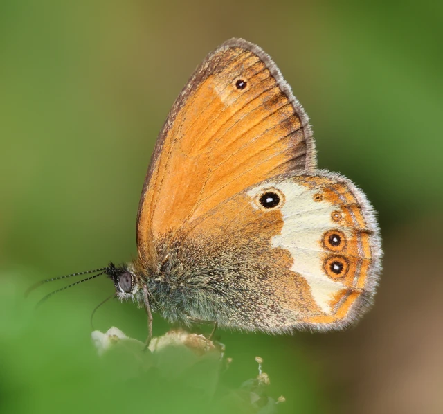 Coenonympha arcania - fehéröves szénalepke