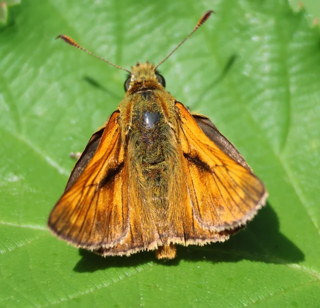 Ochlodes sylvanus - erdei busalepke
