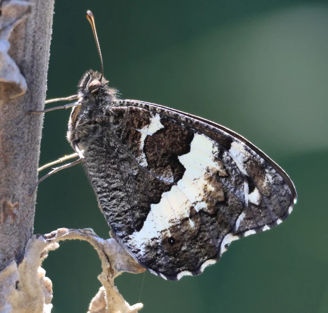 Brintesia circe - fehéröves szemeslepke
