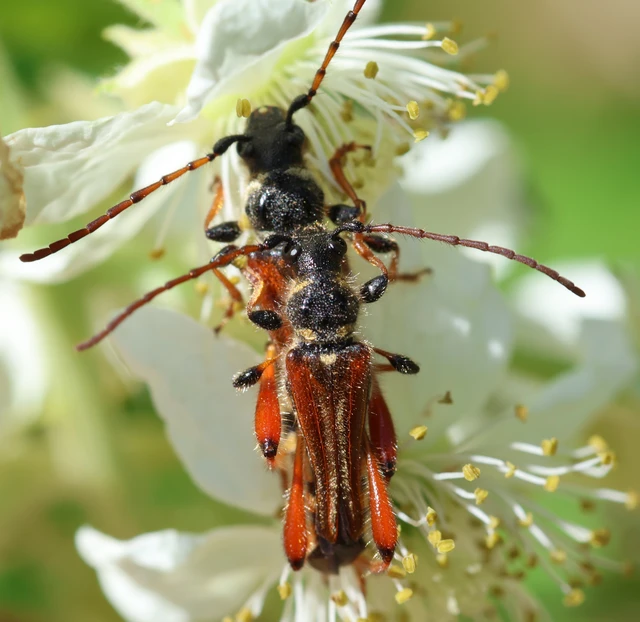 Stenopterus rufus - tarkacsápú keskenyfedőscincér