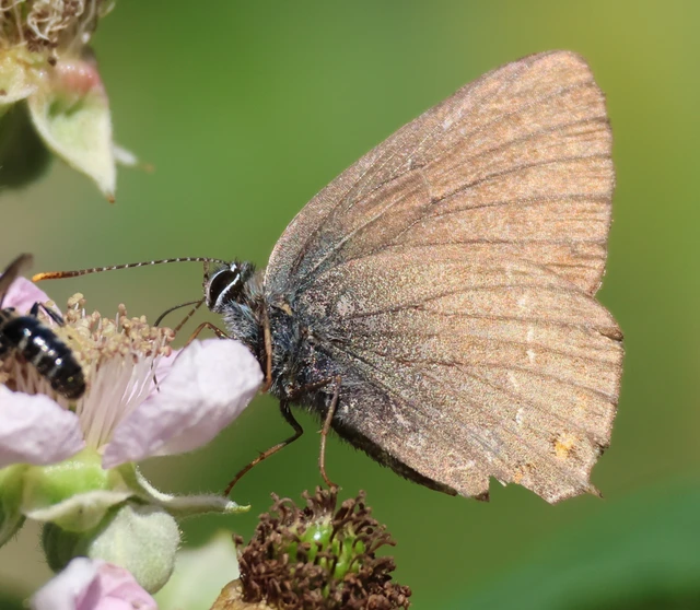 Satyrium ilicis - tölgyfa-csücsköslepke