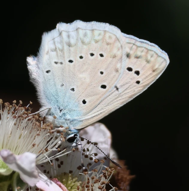 Polyommatus daphnis - csipkés boglárka