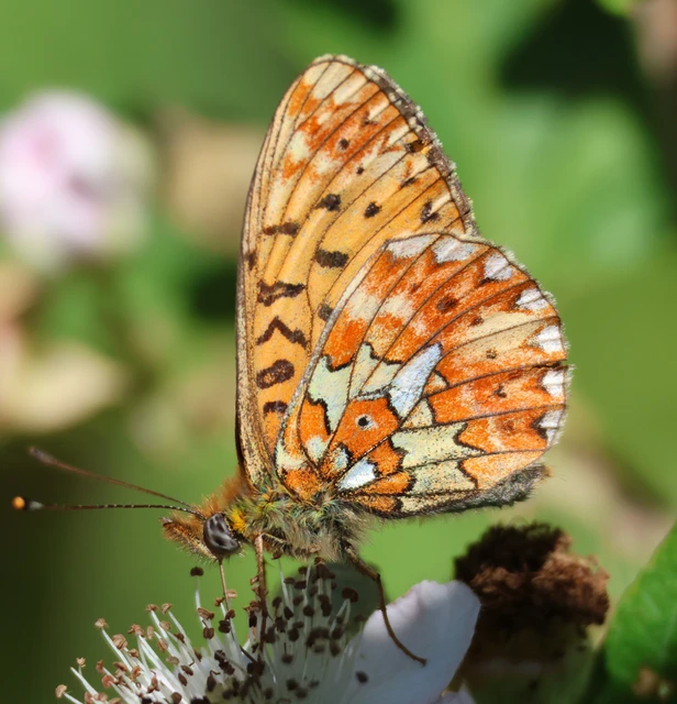 Boloria euphrosyne - árvácska-gyöngyházlepke Boloria euphrosyne - árvácska-gyöngyházlepke