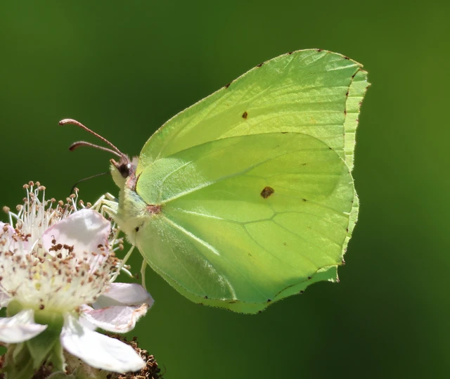 Gonepteryx rhamni - citromlepke