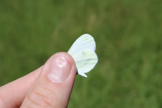 Leptidea sinapis - mustárlepke