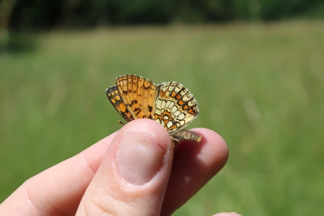 Melitaea athalia - közönséges tarkalepke