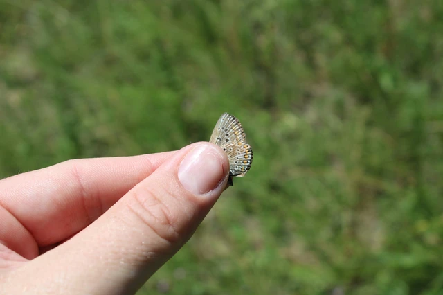 Polyommatus icarus - közönséges boglárka