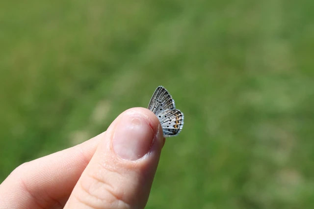 Plebejus argus - ezüstös boglárka